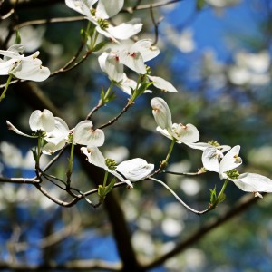Closeup of dogwood flowers with a blue sky behind.